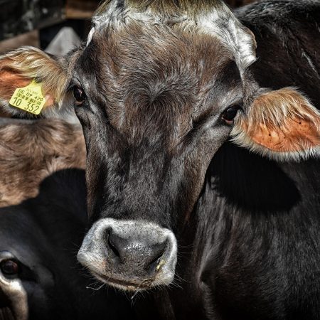 cows-3614642_1920